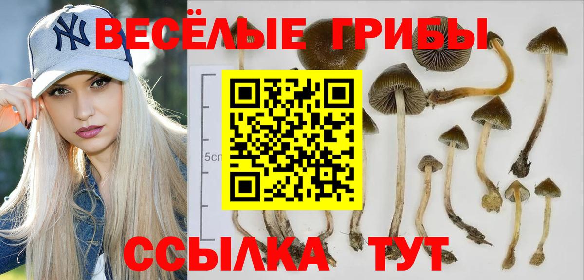 Галлюциногенные грибы Psilocybine cubensis Шелехов